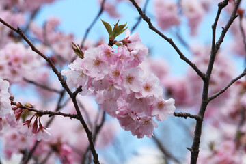 Pink flowers, the arrivel of spring. Selected focus , blurred background photo. tree branches and sky