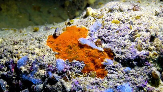Blue sea sponges (Spongia) on the coastal cliffs in Bulgaria. Fauna of the Black Sea