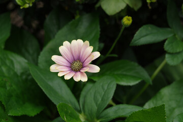 鮮やかに花が咲き乱れる