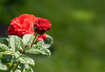 Obraz premium Nice big red rose with bokeh nature flora gardening macro, freshness and water drops