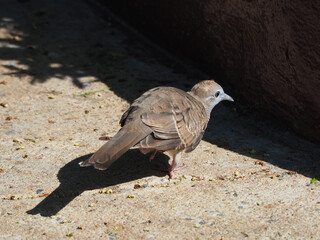 Brown doves (Streptopelia decaocto) looking for food into the floor in Bangkok, Thailand. The...