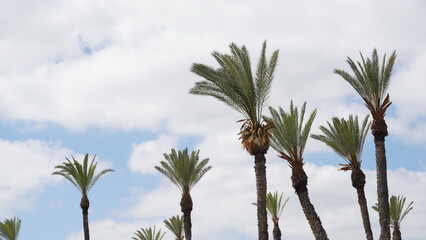 Naklejka premium Phoenix dactylifera date or date palm tree plantation