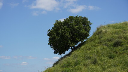 Obraz premium Lonely tree on a green slope of a hill against blue sky
