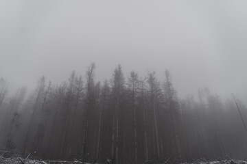 Fototapeta na wymiar Nebel wald im winter