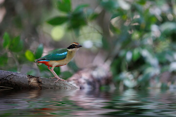 Beautiful colorful bird, Fairy Pitta (Pitta nympha) closeup, bird in nature. Fairy Pitta bird standing by the river
