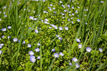 Spring and summer flowers in the meadow. Green grass with small blue flowers. Growing flowers in the grass, warm sunny day.