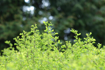 Soft focus. Spring background with place for text. Young green bushes. First spring buds and leaves. Green bushes. Nature. Ecology. Blurred natural natural green background. 