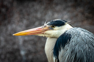 Closeup of a tall gray heron standing on rocks