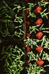tomato seedlings growing in a greenhouse