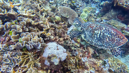 A critically endangered Hawksbill sea turtle species with beautiful shell and flippers feeding on a healthy coral reef ecosystem in Timor Leste, South East Asia