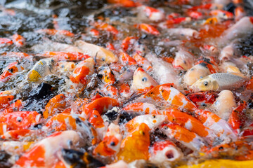 Fototapeta na wymiar carp fish pond background, colorful background, Fancy carp