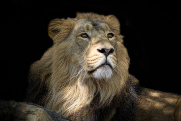 Fototapeta na wymiar closeup portrait of a male lion laying in the bushes