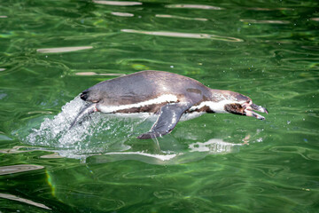 a pinguine jumping out of the water while swimming