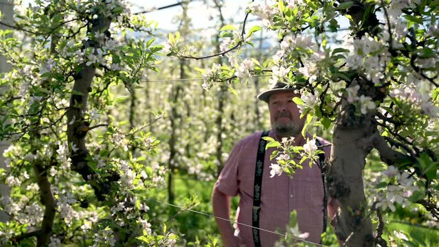 &auml;lterer Mann mit Hut und Bart, Bauer, geht zufrieden im Garten mit Bl&uuml;ten an Apfelb&auml;umen einer Obstbaumplantage und betrachtet zufrieden die Pflanzen mit Bl&uuml;ten
