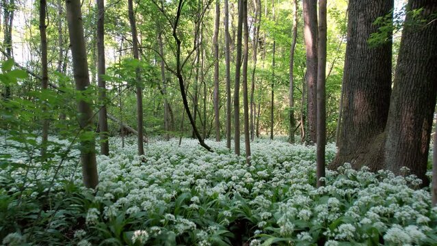 Wild garlic field undergrowth in the woods.