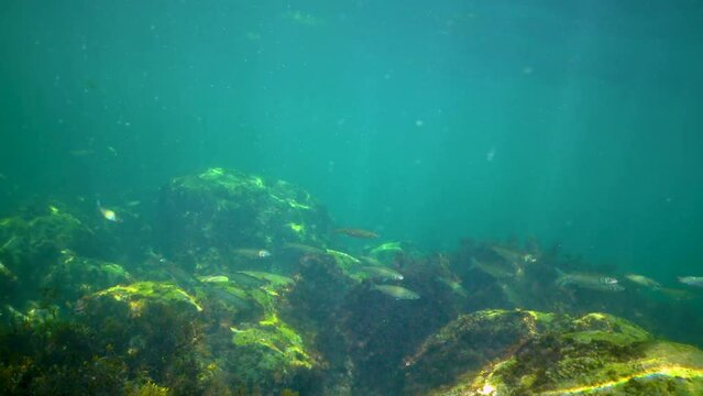 A flock of small Golden grey mullet (Liza aurata) in the Black Sea