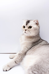 Portrait of a Scottish gray-haired domestic cat on a white background