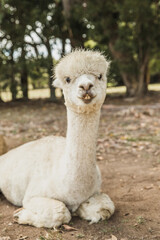 alpaca on natural background, llama on a farm, domesticated wild animal cute and funny with curly hair used for wool