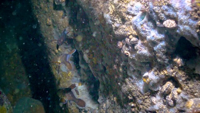 Young fish Brown meagre (Sciaena umbra)  in underwater cave. Fauna of the Black Sea