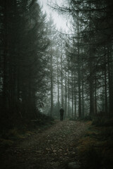Obraz premium Düster wald