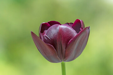 close up of dark violet tulip