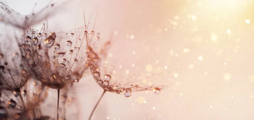  Macro nature. Beautiful dew drops on dandelion seed macro. Beautiful soft sunset background. Water drops on parachutes dandelion. Copy space. soft focus on water droplets. abstract background © Serenkonata