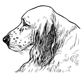 Sketch of profile portrait of old sad spaniel