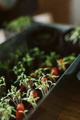 seedlings in a small greenhouse