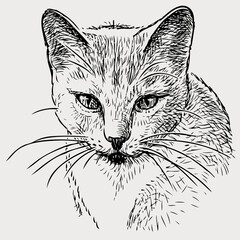 Sketch portrait of cute domestic cat
