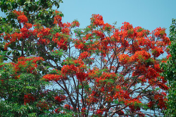 red green flowers and sky