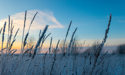 Obraz premium Selective focus of small dry ear of grass covered with snow in winter in sunset on blurred background
