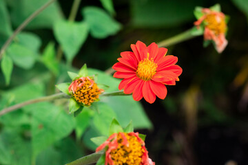 Red majors flower closeup. Mature majors flower.