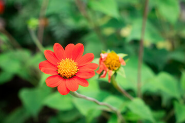 Red majors flower closeup. Mature majors flower.