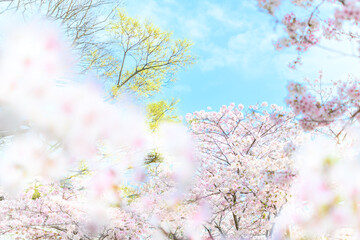 うららかな春の桜風景「観光地・水前寺江津湖公園」
Beautiful spring cherry...