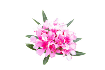Pink flower of Oleander, Sweet Oleander, Rose Bay or Nerium oleander bloom in the garden is a Thai herb isolated on white background included clipping path.
