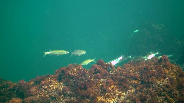 A flock of small Golden grey mullet (Liza aurata) in the Black Sea