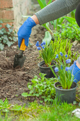 gardening, planting flower plants in the ground, spring, vegetable garden, woman planting flowers with a shovel in her hand, garden and vegetable garden