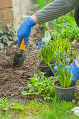 Fototapeta premium gardening, planting flower plants in the ground, spring, vegetable garden, woman planting flowers with a shovel in her hand, garden and vegetable garden