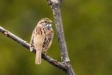 Small white throated sparrow perched on a branch
