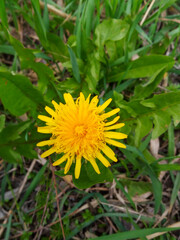 yellow dandelion flower