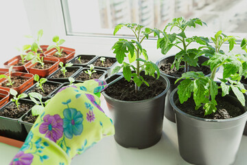 Garden on the windowsill Plant care Hobbies