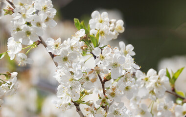 Cherry Blossoms in a Garden, Germany, Europe