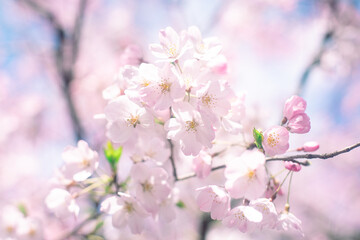 桜 © kanako
