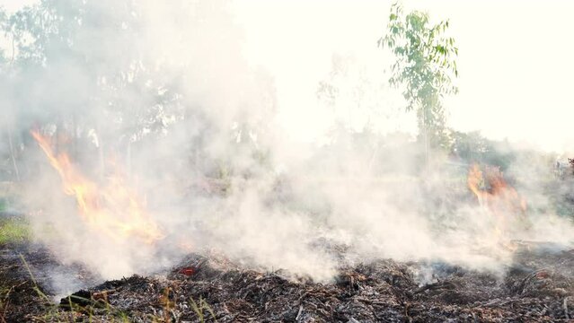 Burning of branches and leaves from agricultural waste in the fields, smoke rising into the atmosphere, particulate matter from combustion, pm2.5 dust, deteriorating air quality, 4K solution