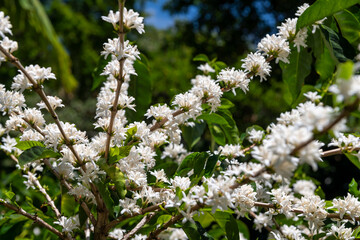 Coffee tree branch with green leaves and white flowers in a sunny day, Chiriqui highlands, Panama, Central America
