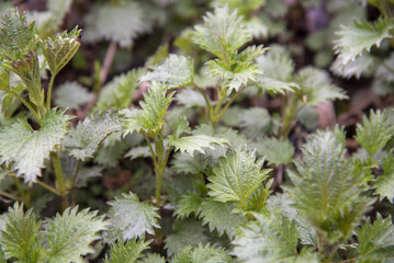 Full frame Young tender nettle shoots in early spring. Floral background.