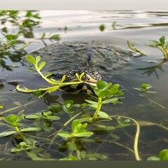 Hungry Turtle, Winter Garden