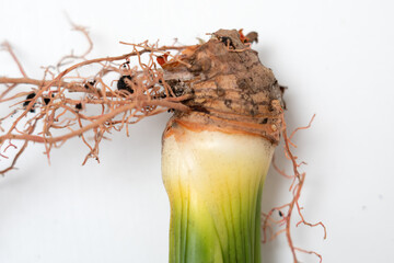The roots of sansevieria on white background. Reproduction of plant through stems. Close up.