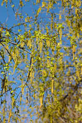 birch branches blossom in spring