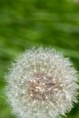 Close-up macro shot of Dandelion flower seeds